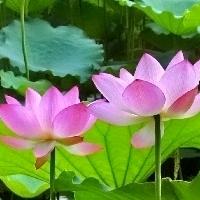 @甜一