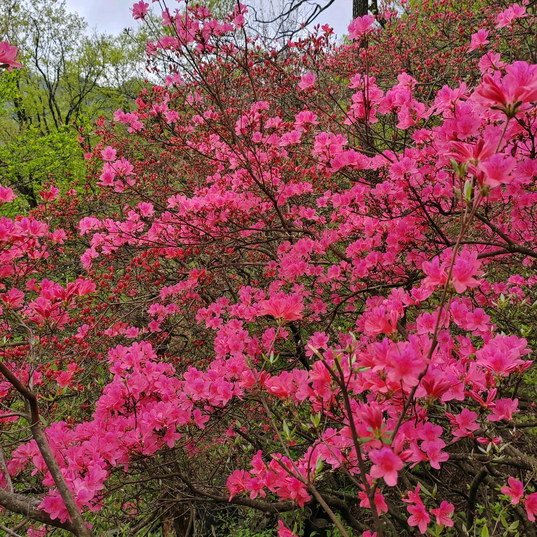 菩提哥