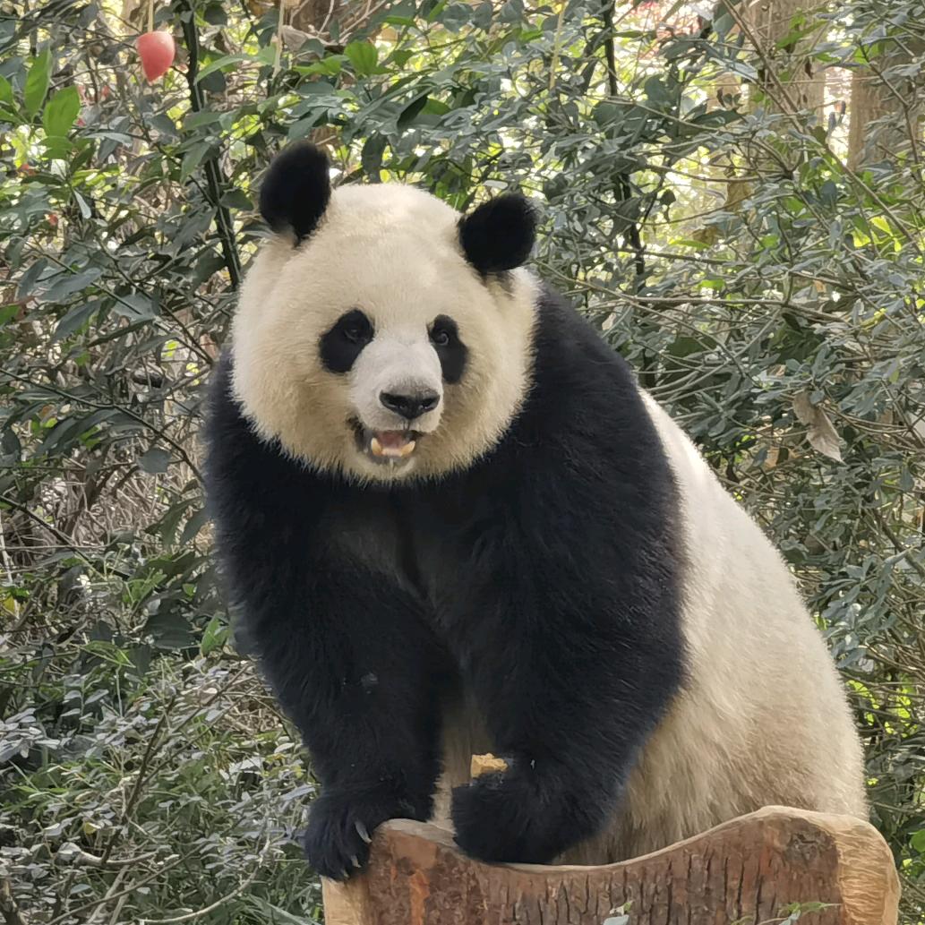 pan潘