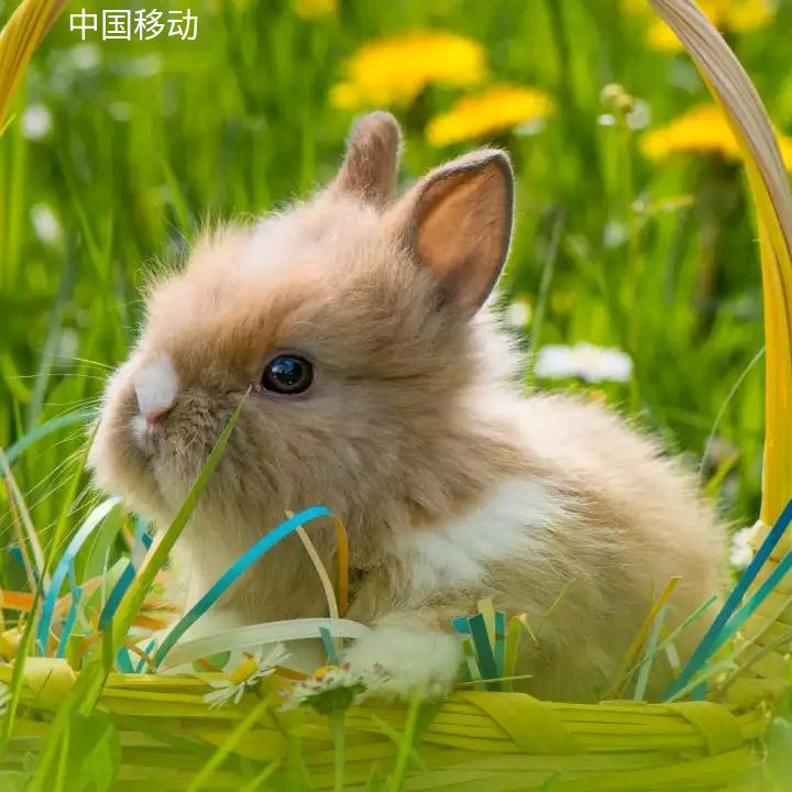 快乐兔子🐰