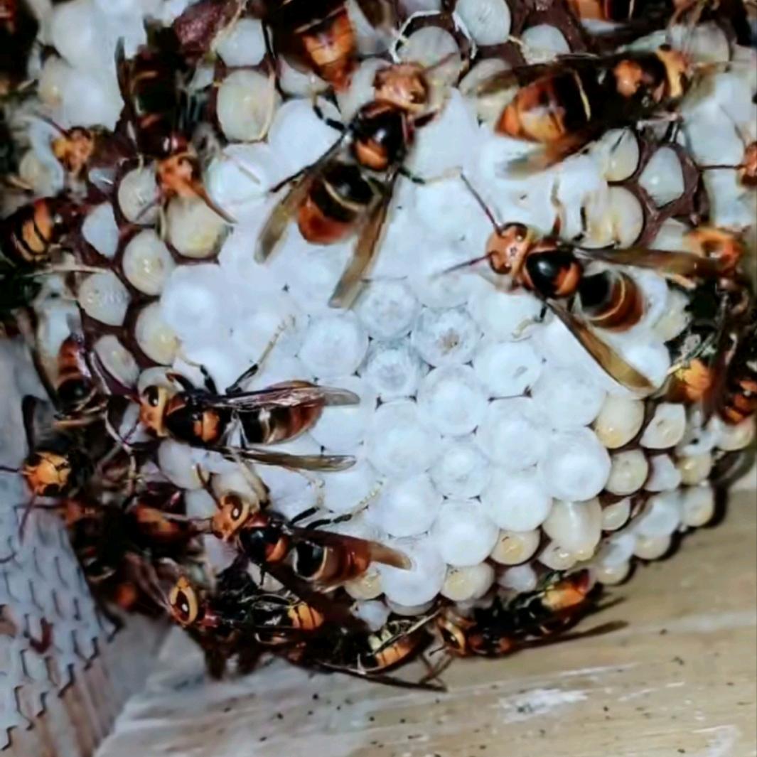 长顺县腾达胡蜂养殖场