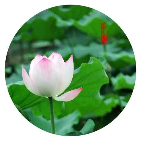 利 Li