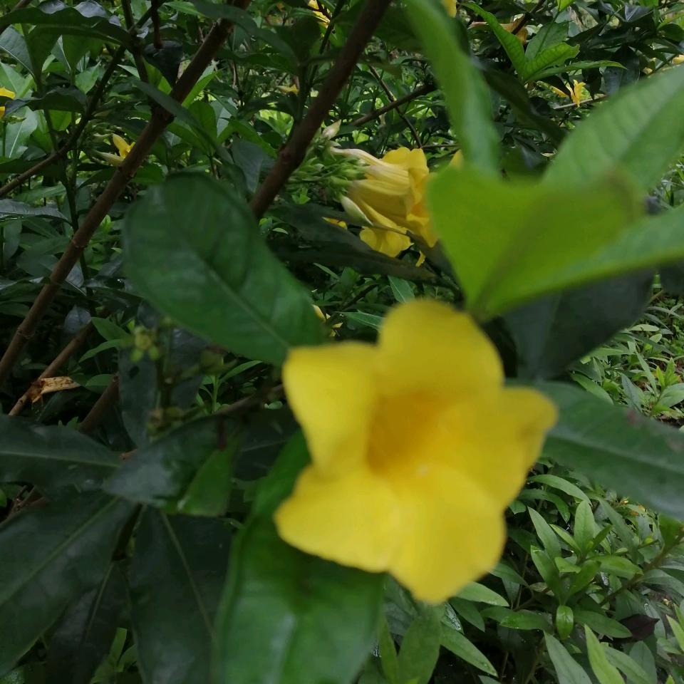 国红