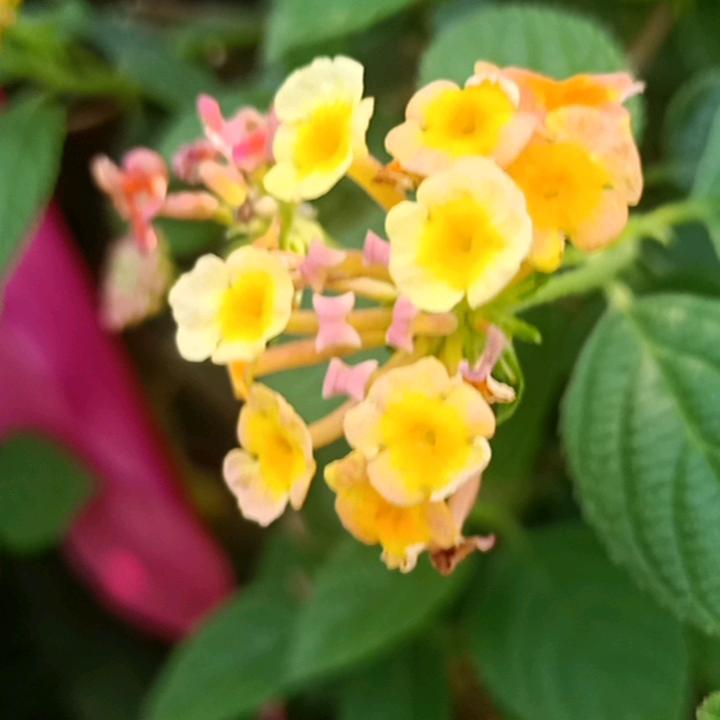 爱拼才会赢！！