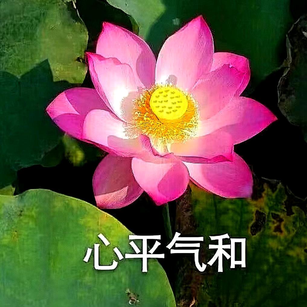 何家三姑娘