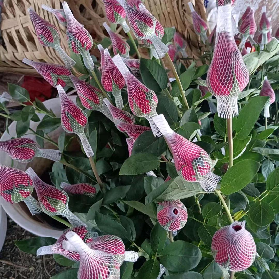 昆明木子李鲜花批发