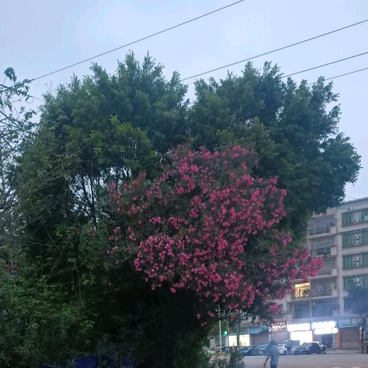奥特卿萱
