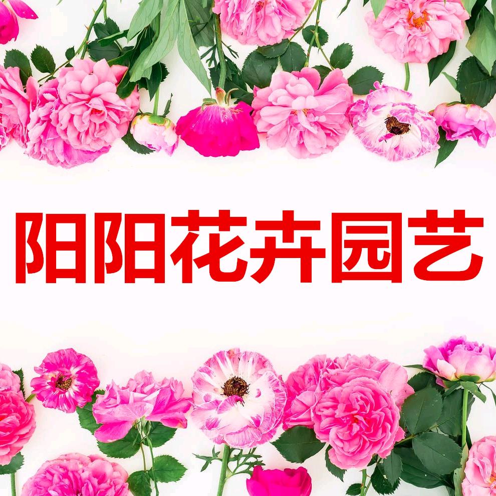 阳阳花卉园艺