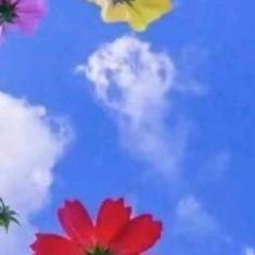 枫叶6799头像