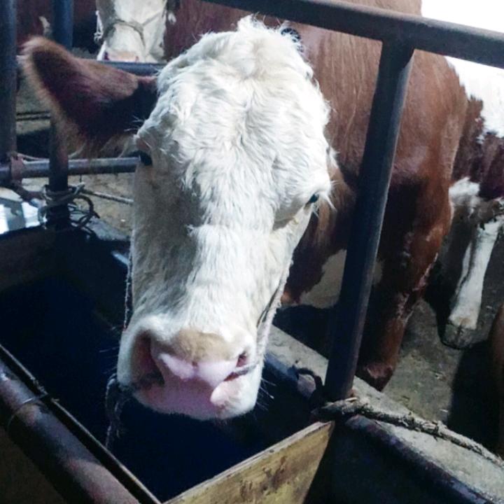 昭阳区志合养殖场