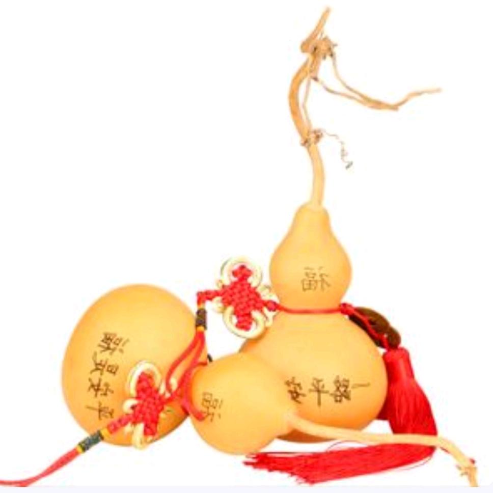 一品红