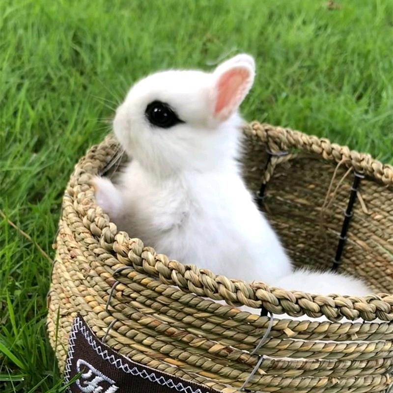 有趣小萌宠@抖音