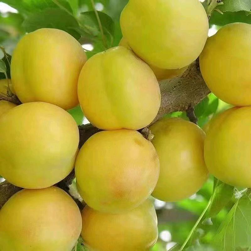 玫瑰干果