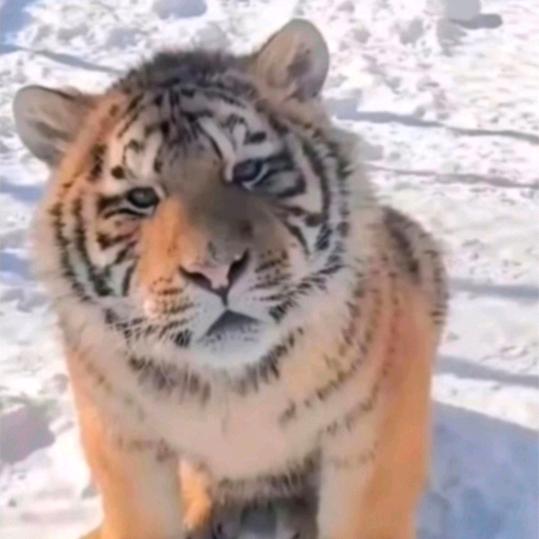 森林之王🐯