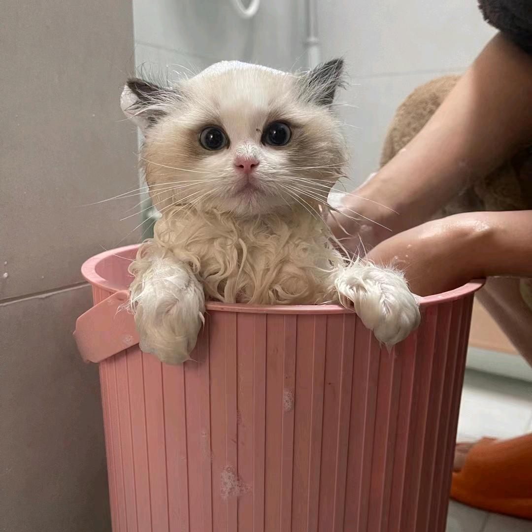 小赤