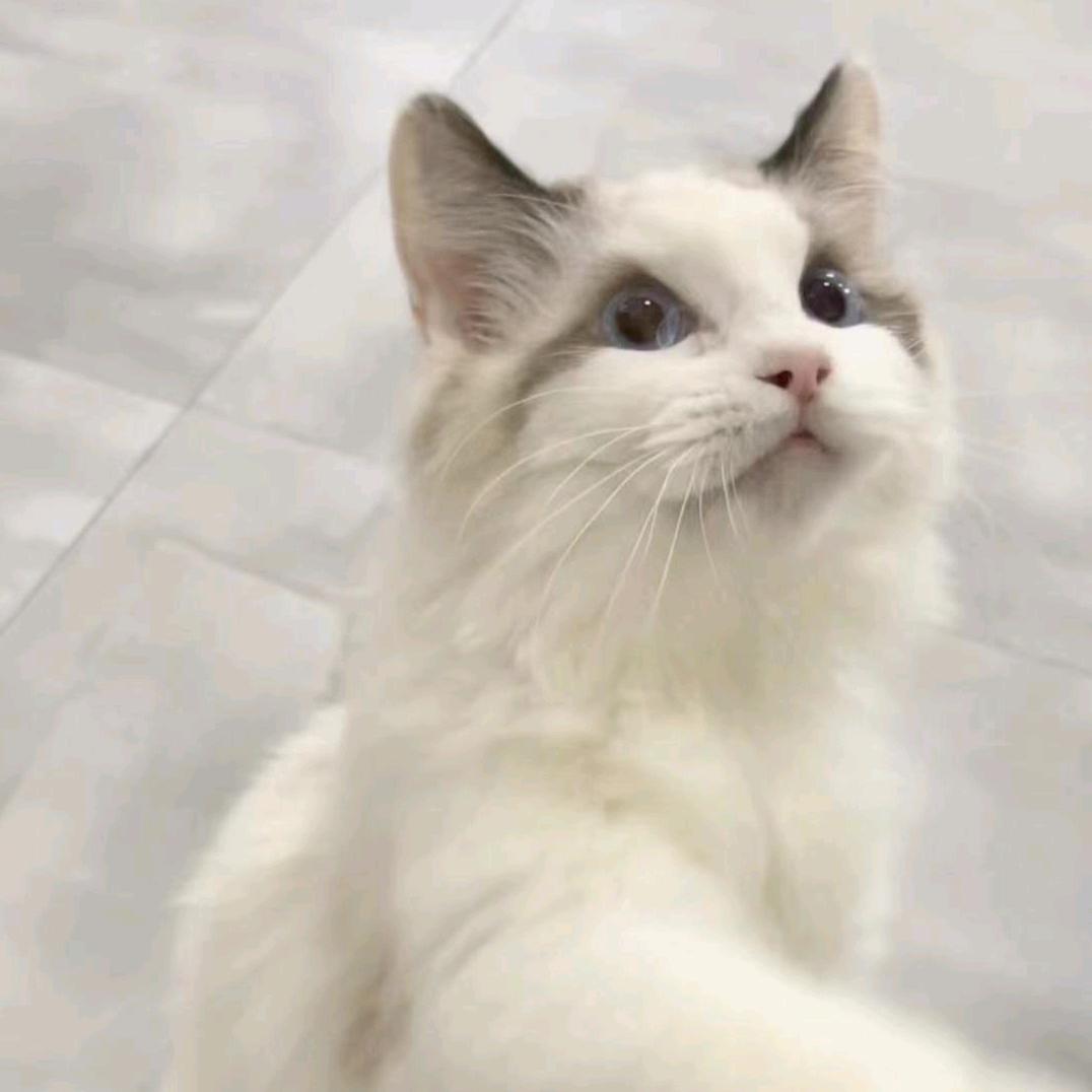 奥古里呆喵🐰🐳❤️🐏（渡劫喵）