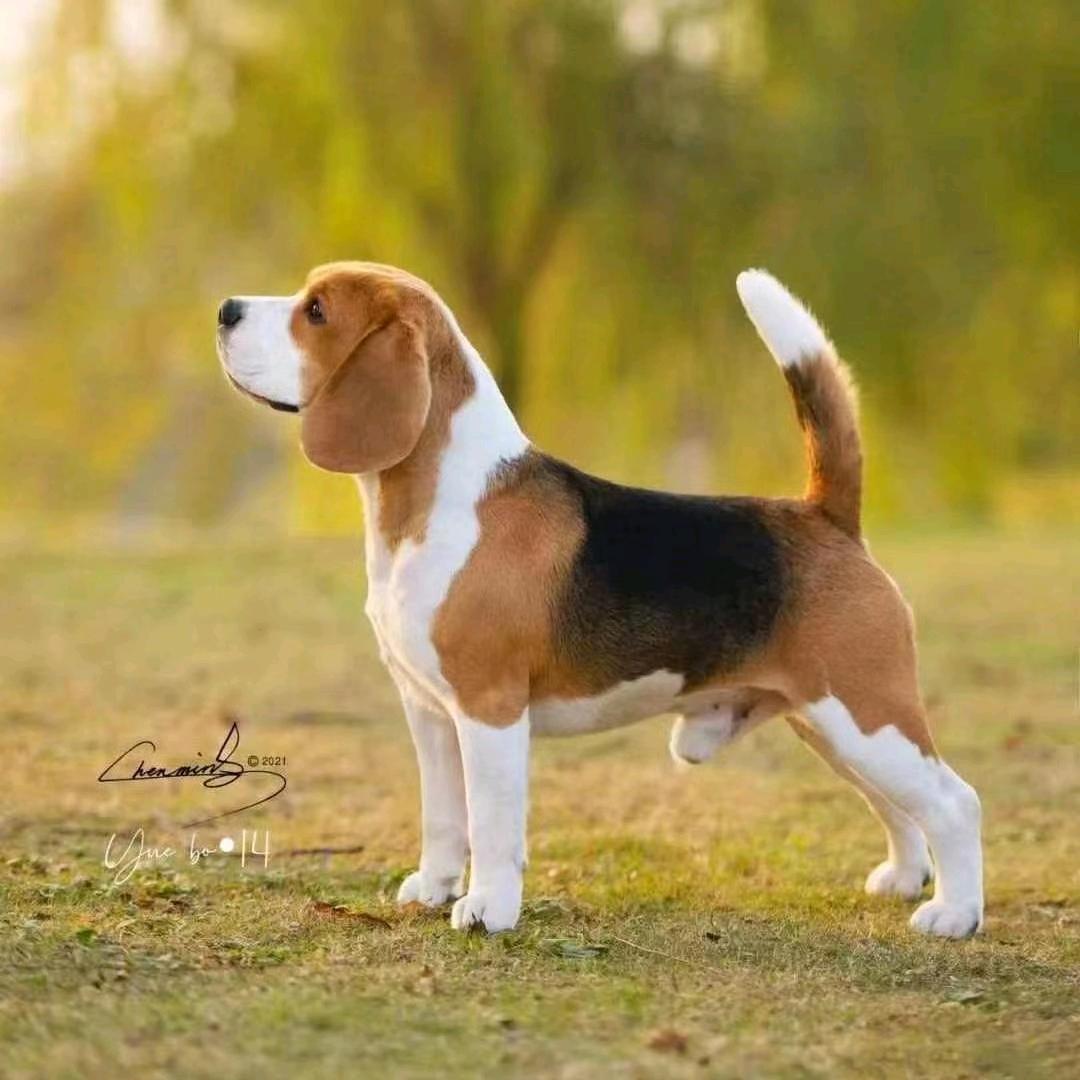 唐老干部血统比格犬繁育