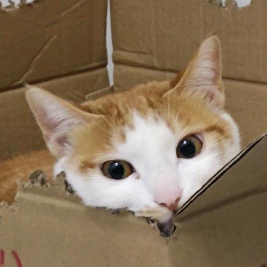 麻辣卡车动次打次