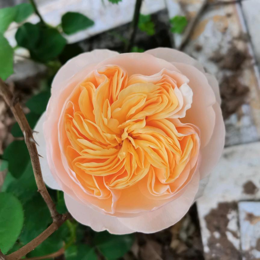 花归尘