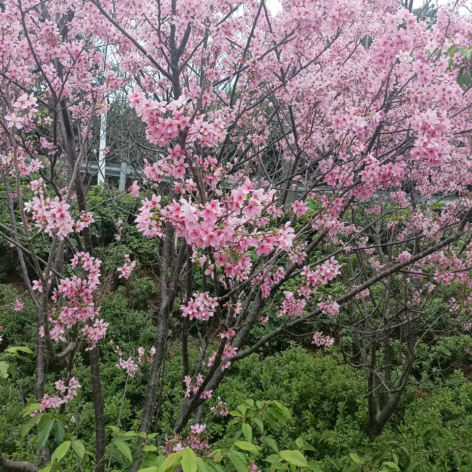 每日分享爱