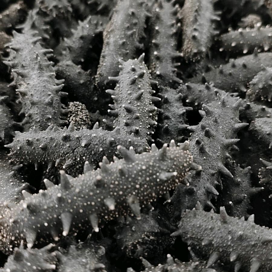 好味道海参批发