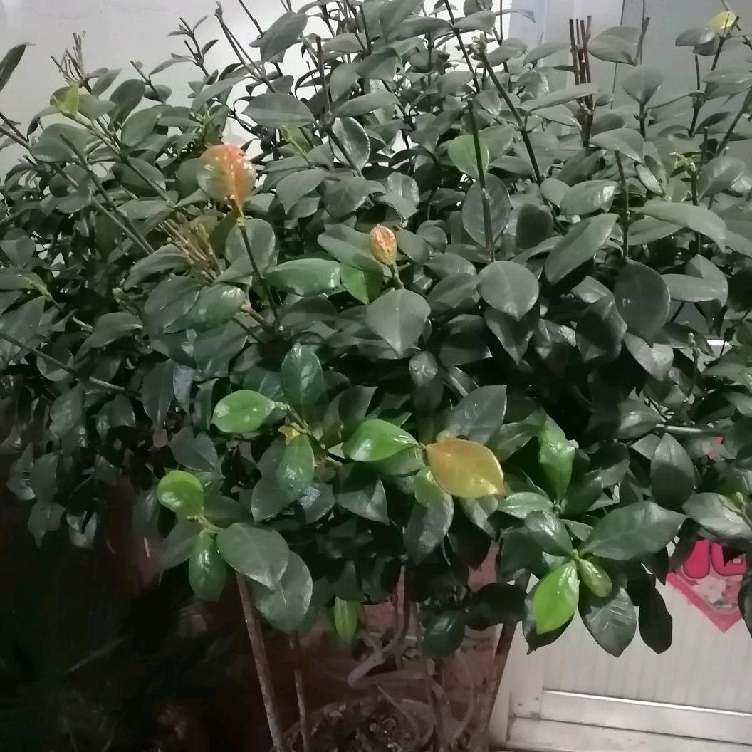 似水流年🎖