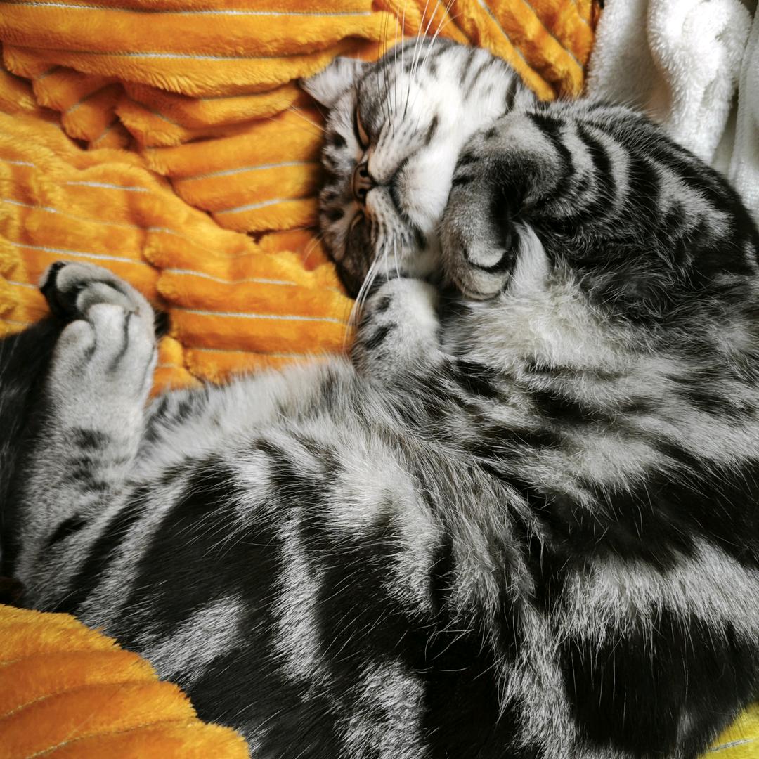 皮皮居不是西瓜猪