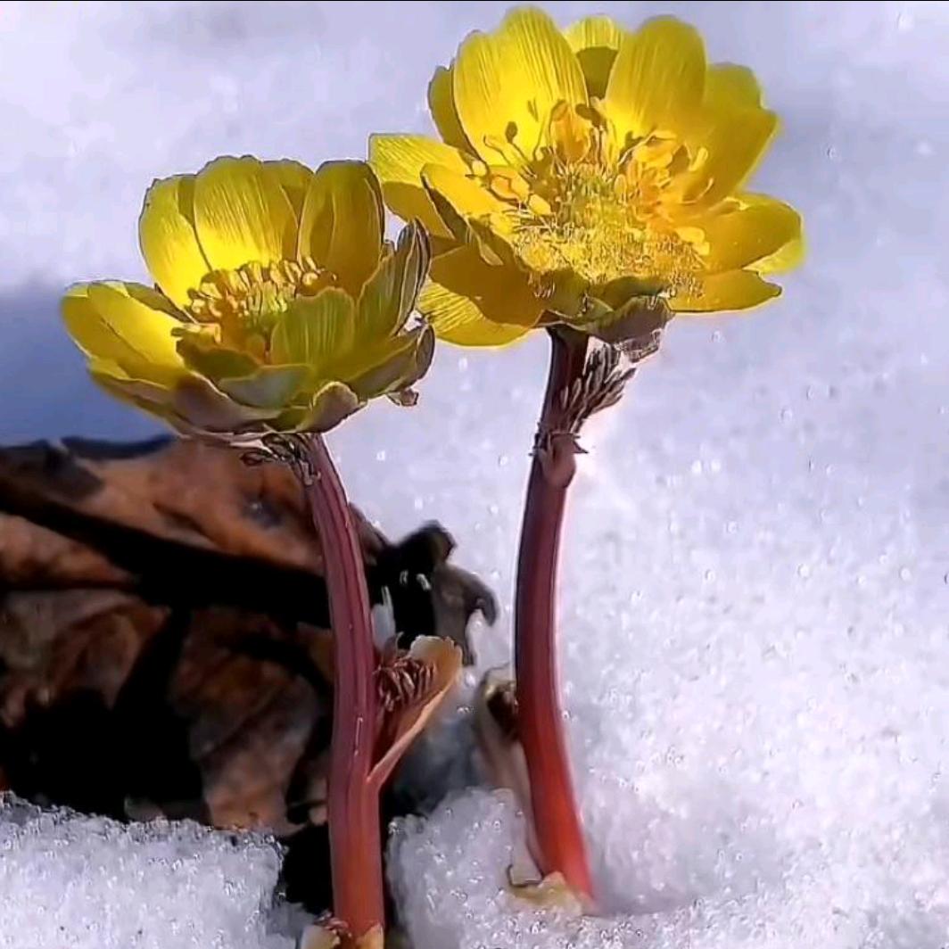 孤芳自赏