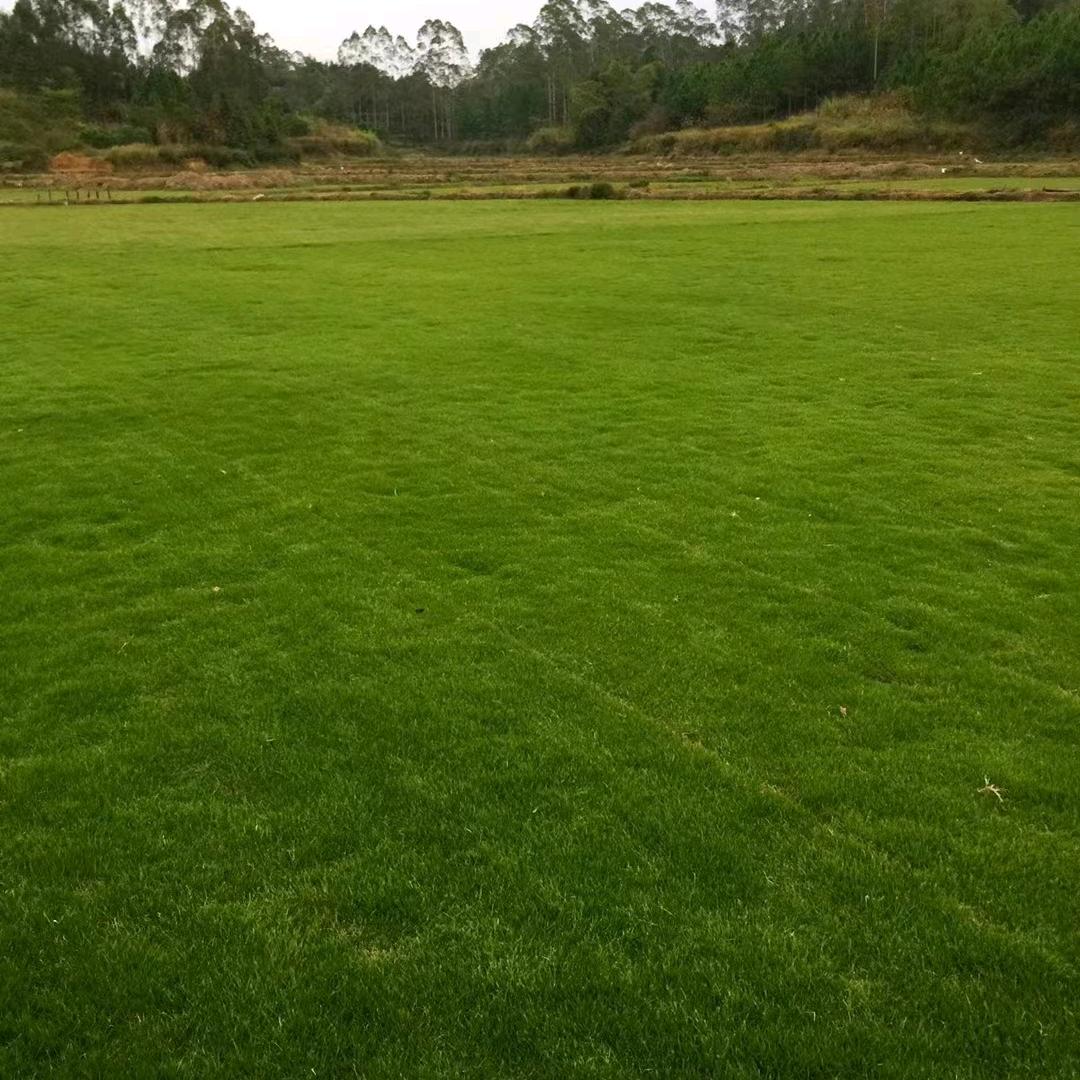 草皮～明天更好的草地