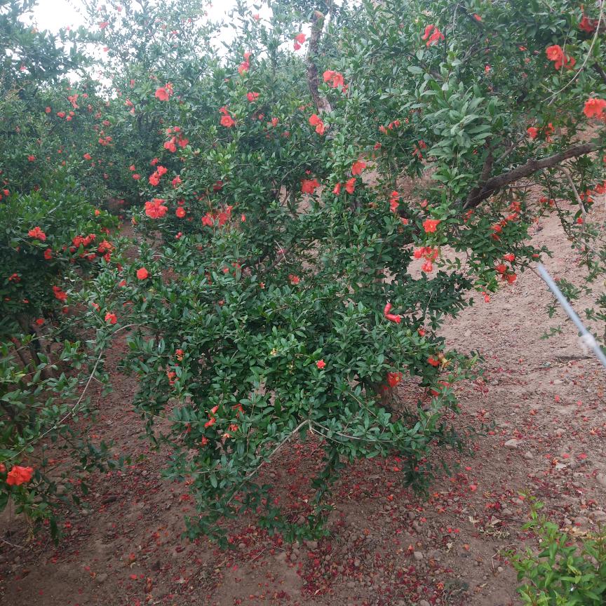 荥阳市高村康盛种植农场