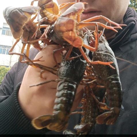云飞养虾