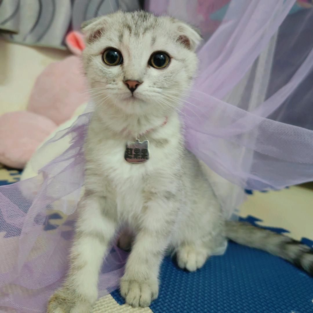 教英语的体育老师😃