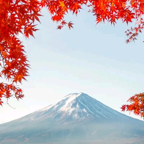 枫叶红似火头像