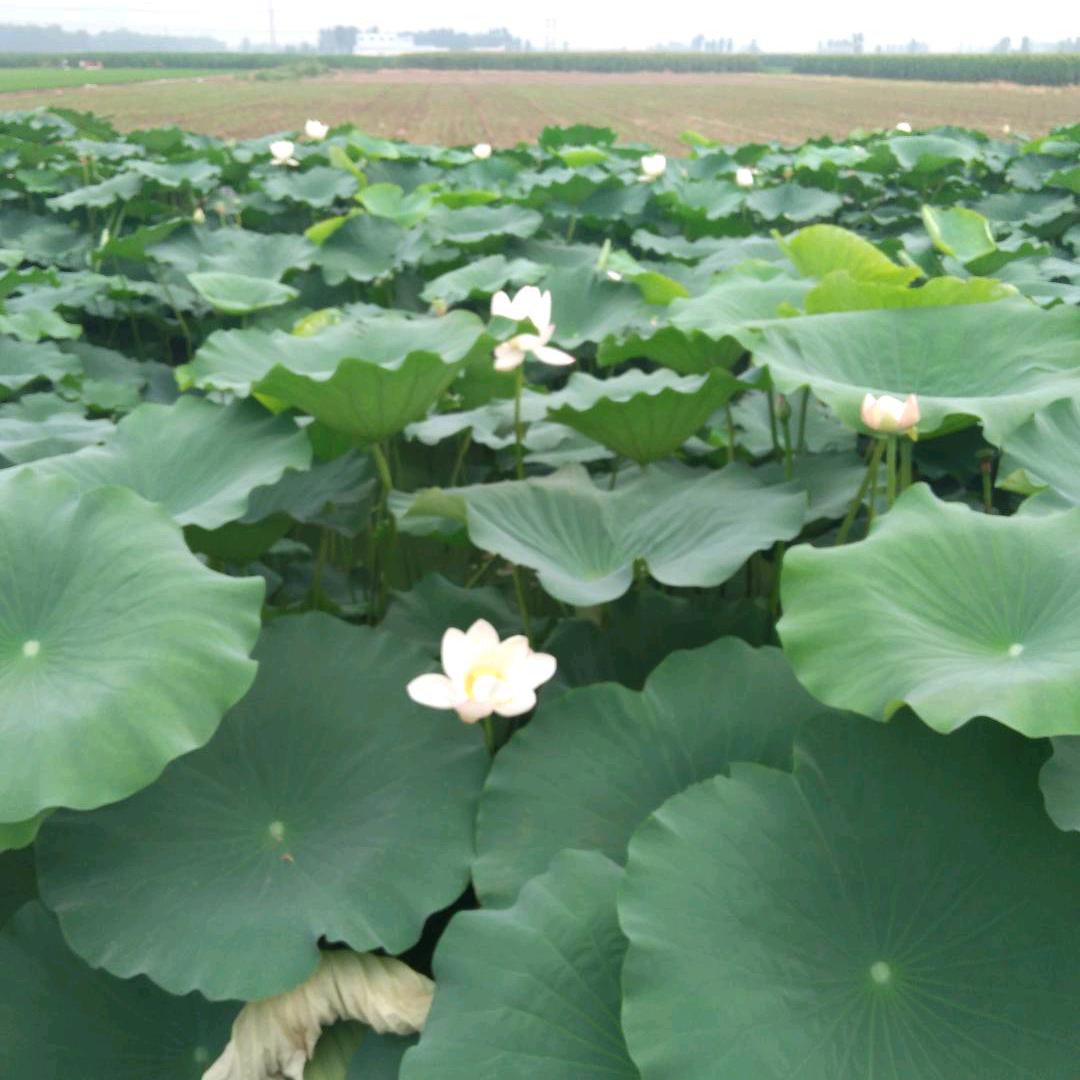 迎春花
