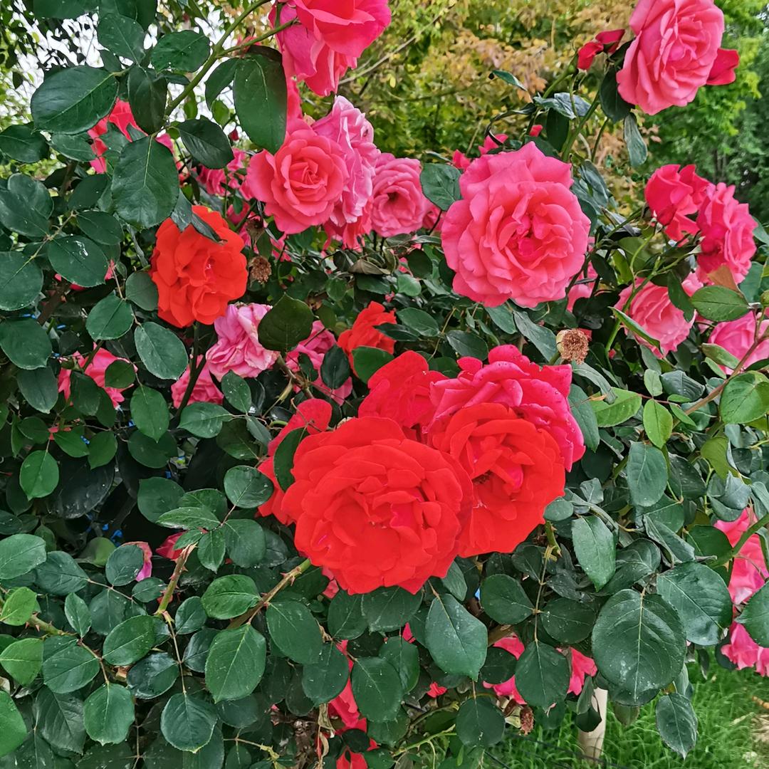 牵挂