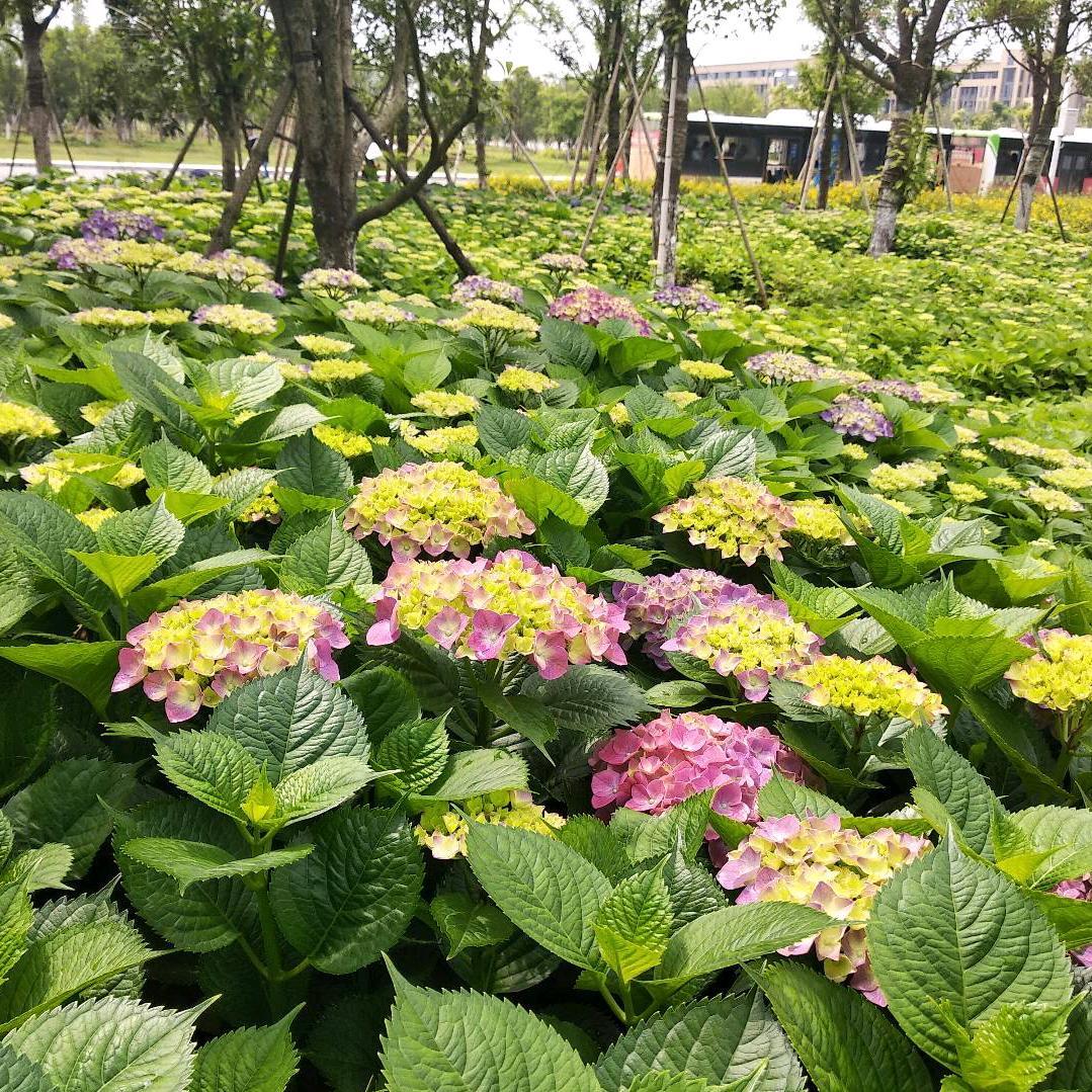 叶随风飘