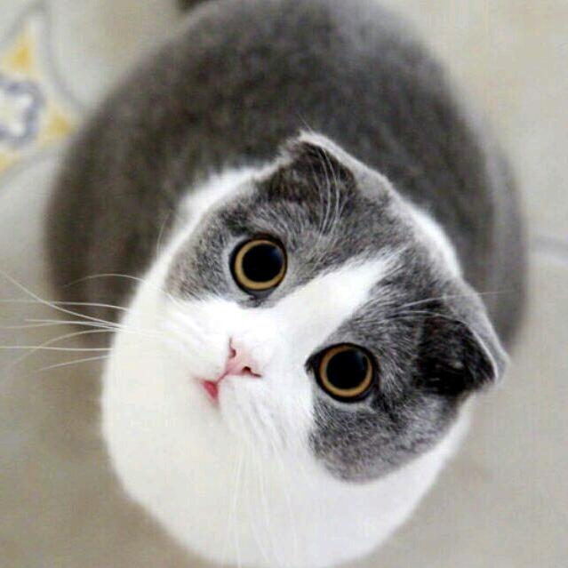 雪人爱吃小龙虾