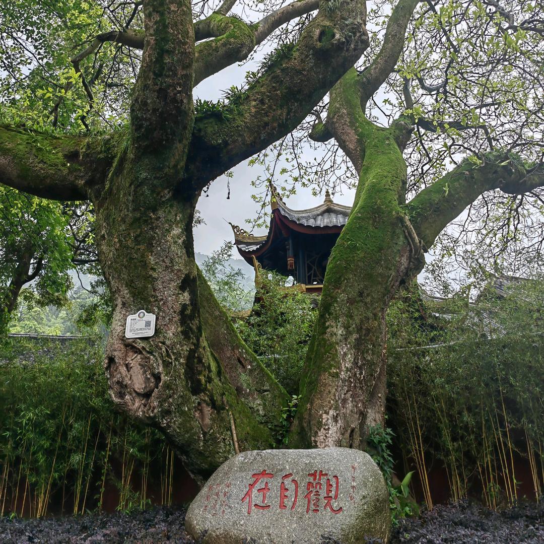 禅心💕
