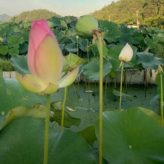 吉祥🌻