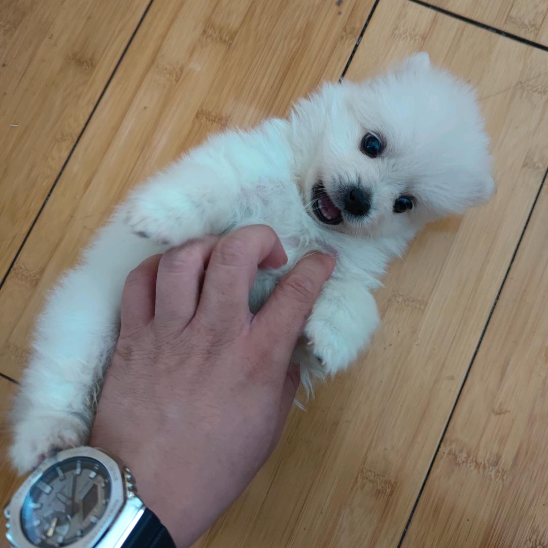 小白.