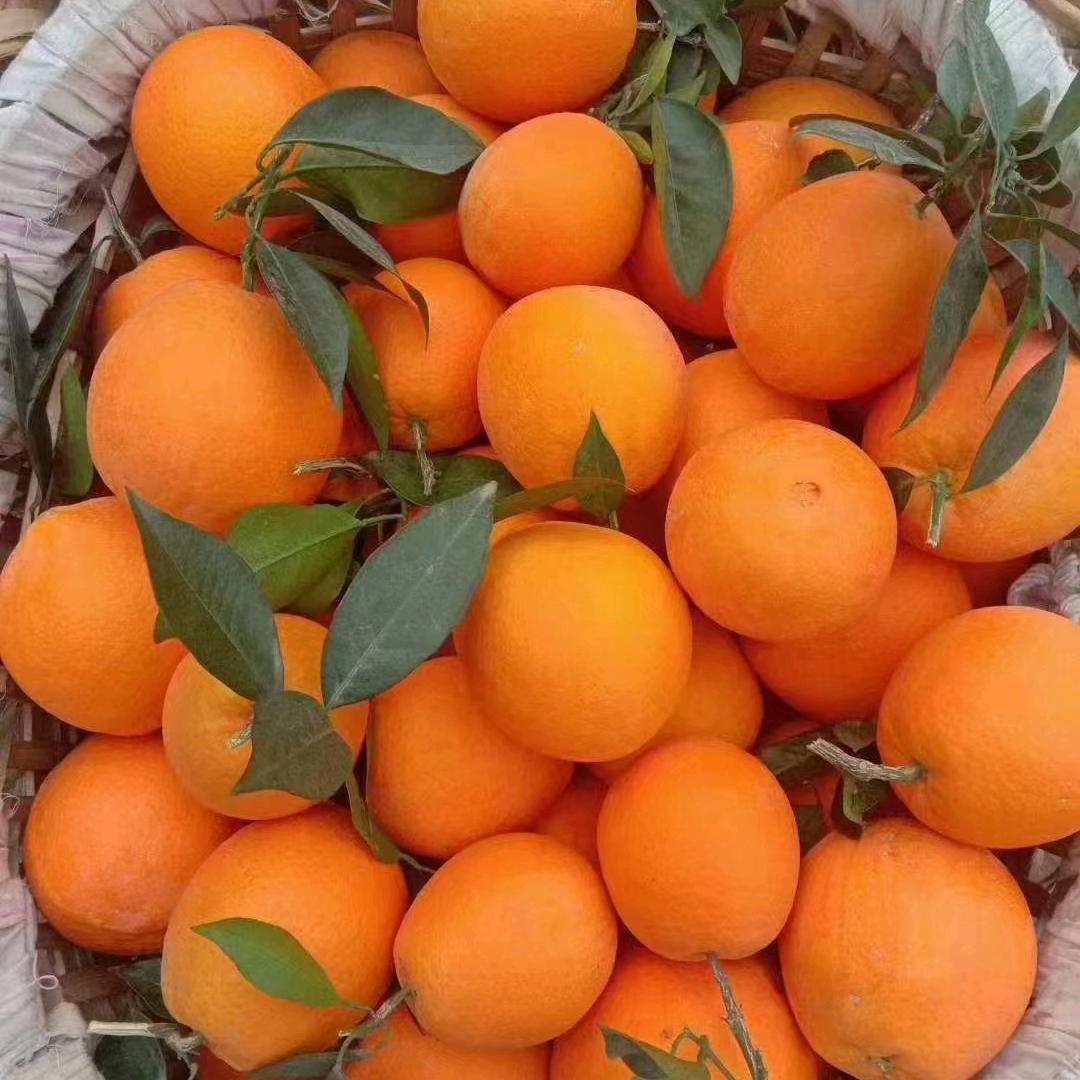 用户3739017070196吉祥三宝