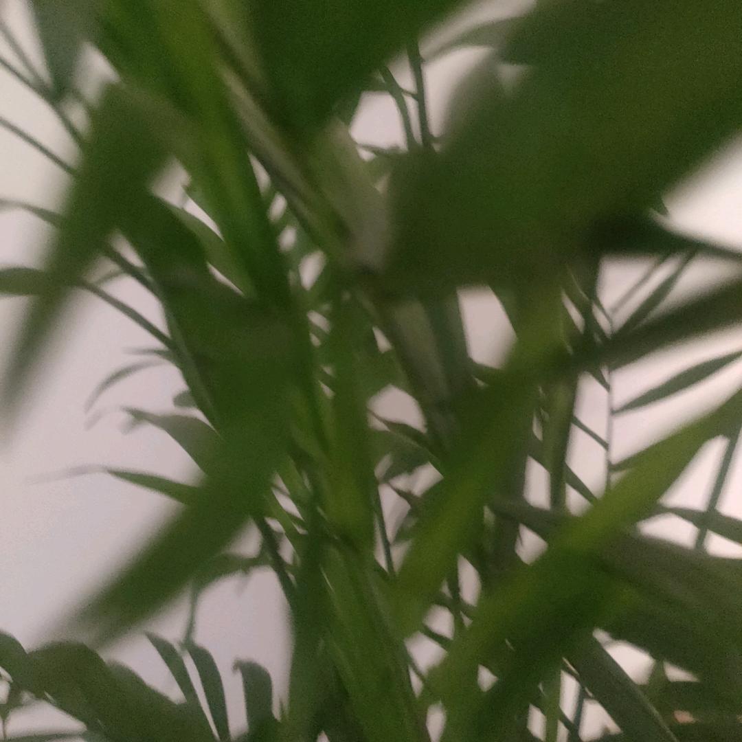 秀宝宝