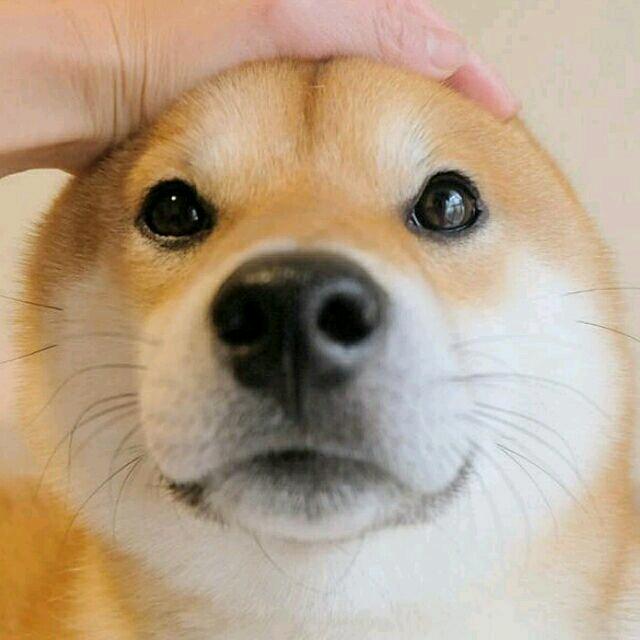 废柴本柴
