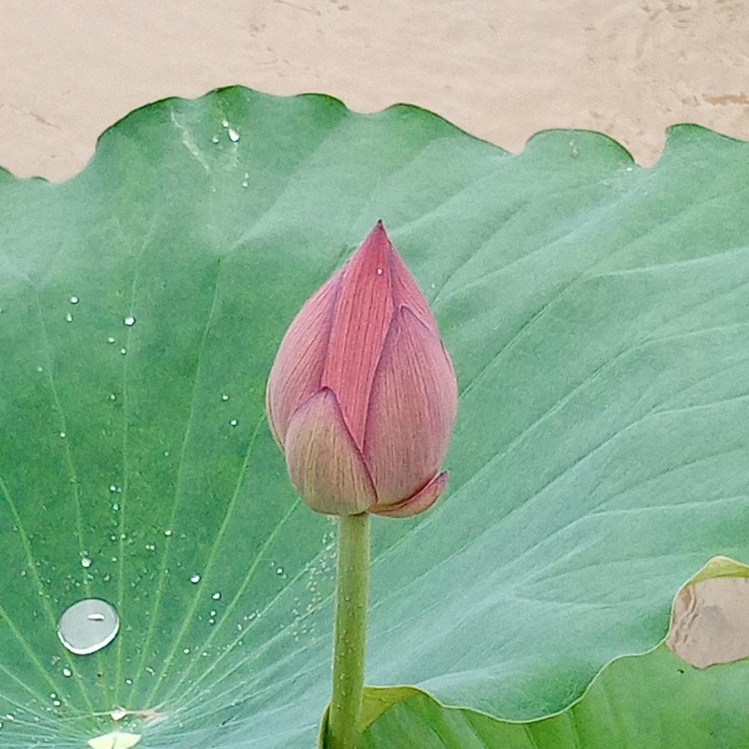 真爱