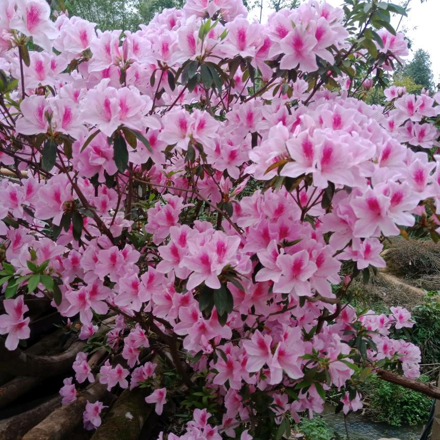 怀念怀念