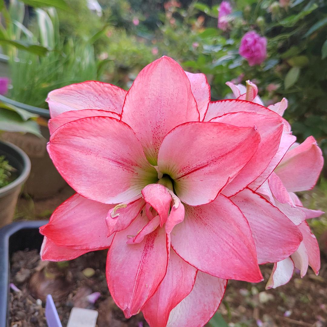 梦想有个花园
