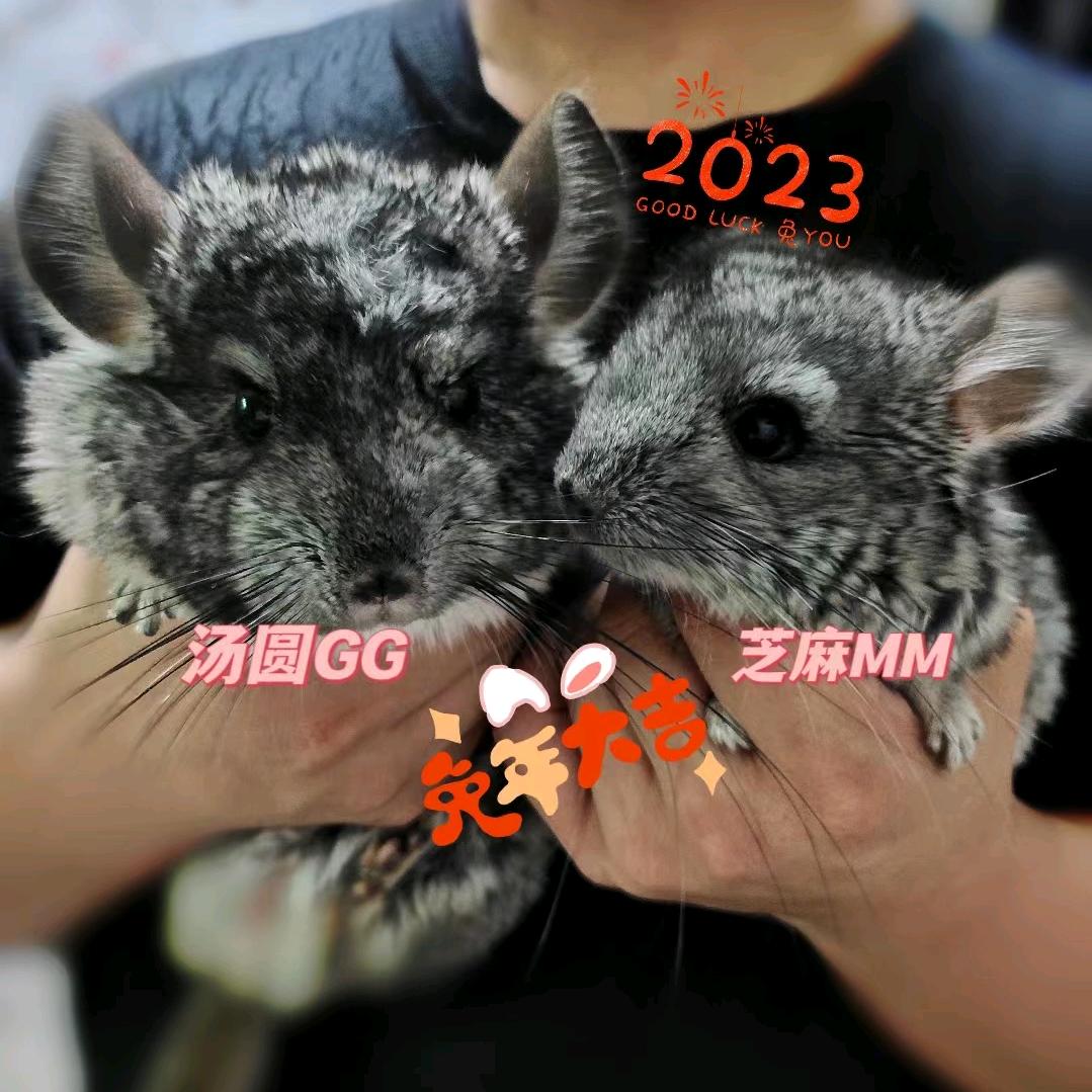 芝麻*汤圆的铲屎官