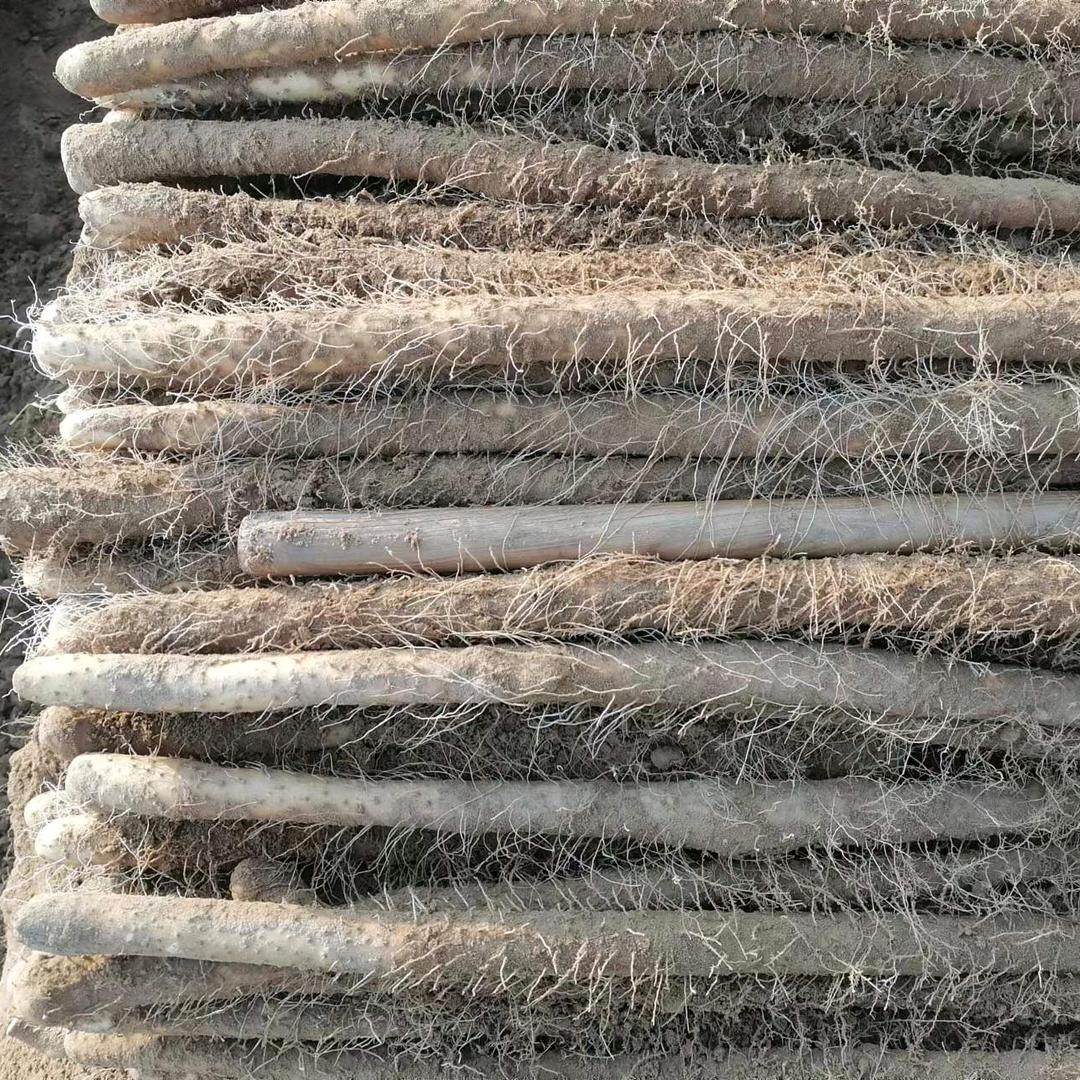 邯郸铁棍山药合作社