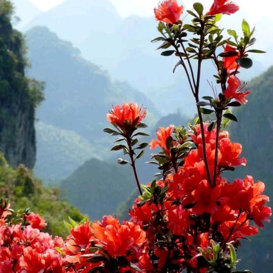 香水柠檬