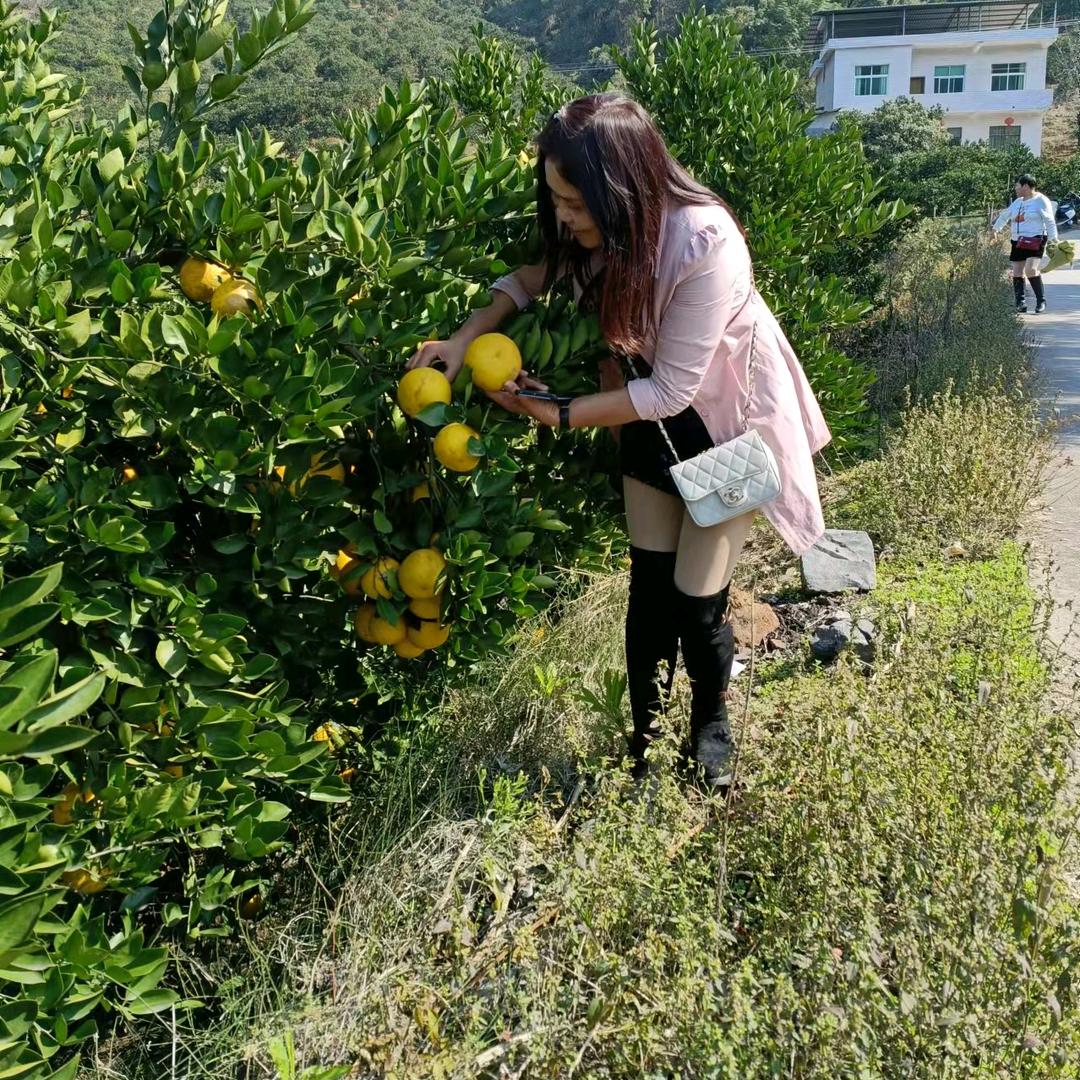 黄清清